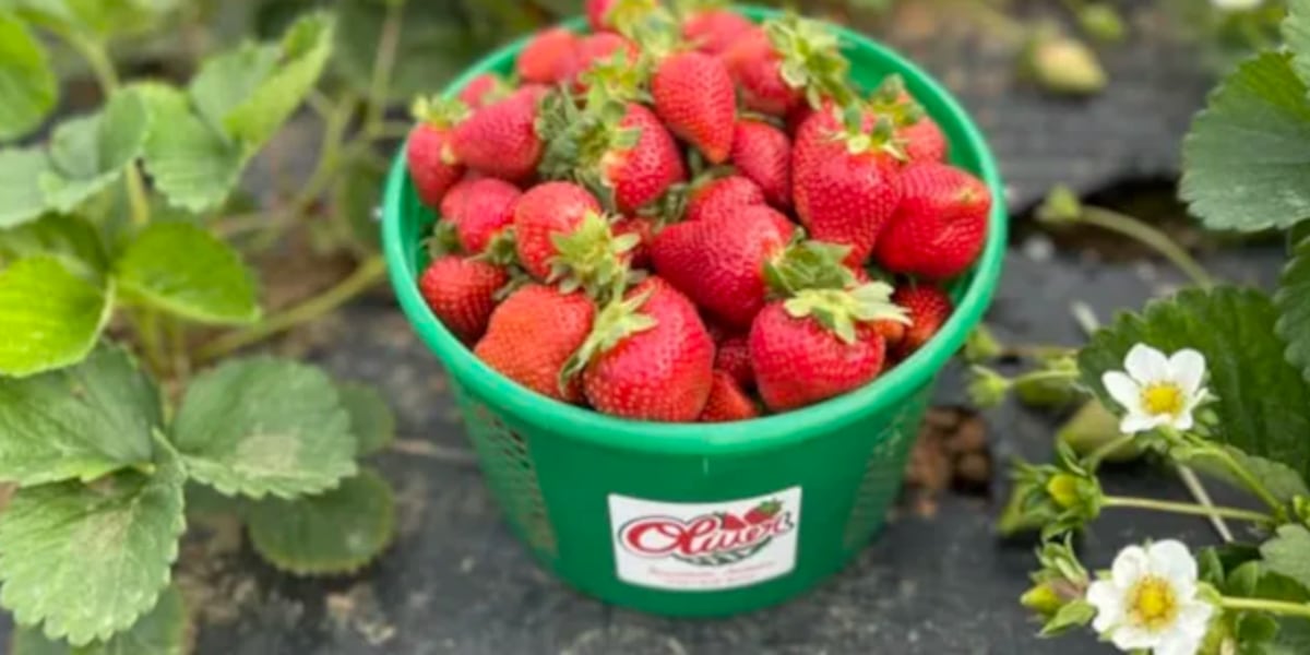 List of Alabamas best U-Pick strawberry farms [Video]