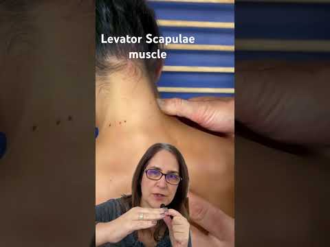 Massage for the Levator Scapulae muscle [Video]