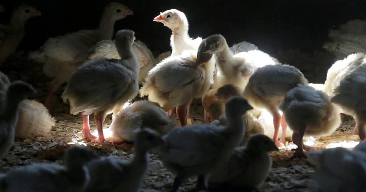 Here’s what officials know about the ongoing US bird flu outbreak [Video]