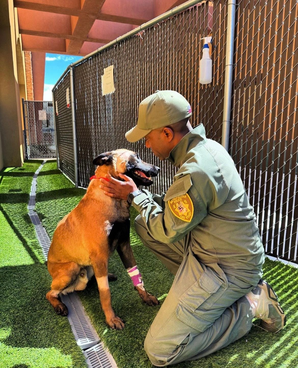 Metro K-9 Enzo heading home after surgery for stab wounds [Video]