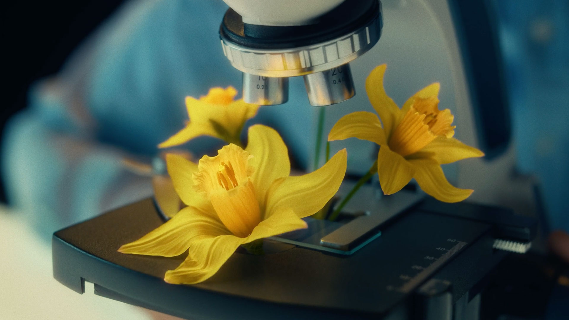 Reactiv and Impossible Studios Help Hope Bloom for Canadian Cancer Society – Motion design [Video]