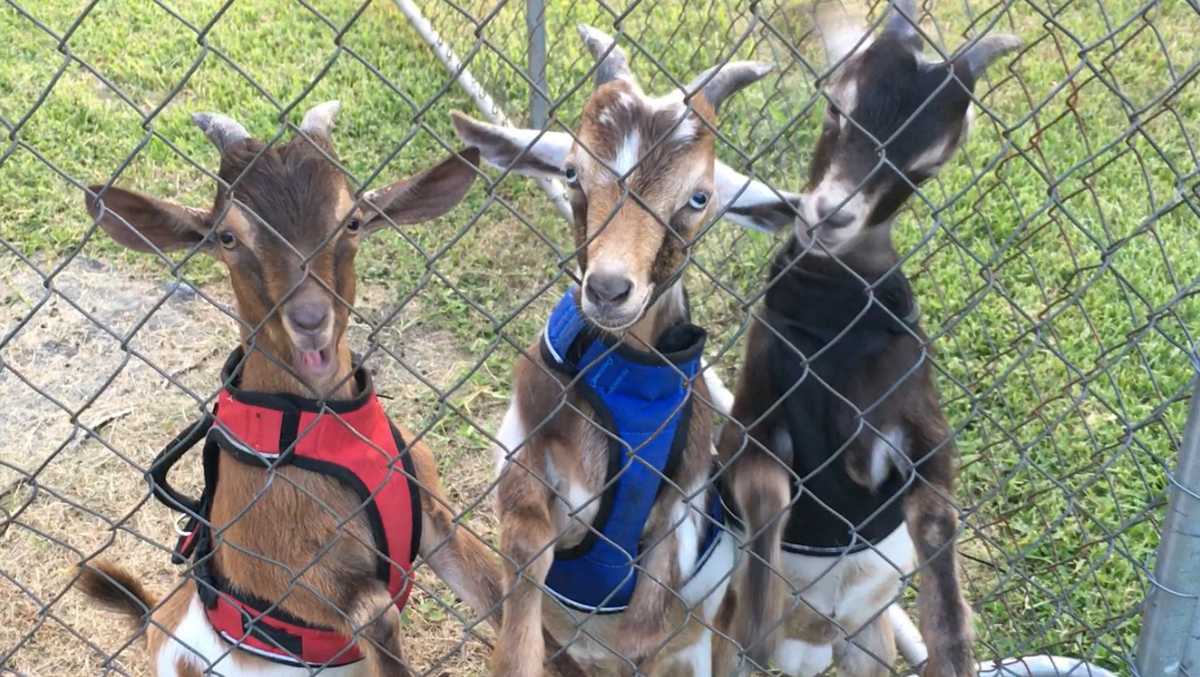 Louisiana goat rescued from potential slaughter dies [Video]