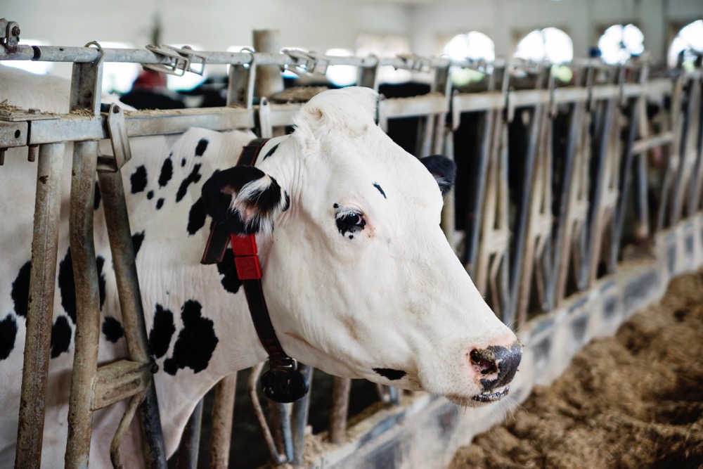 Explainer: Avian flu in dairy cows warrants close attention [Video]