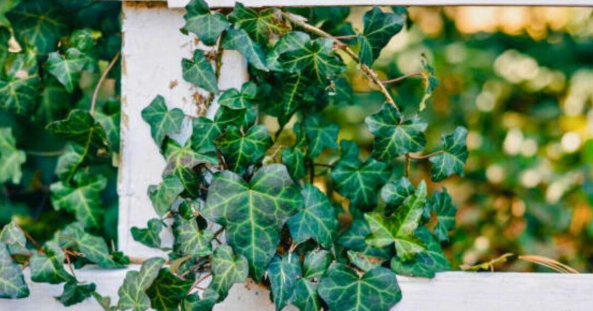 How to remove English ivy: ‘Easiest’ and most effective method without using harsh chemica [Video]
