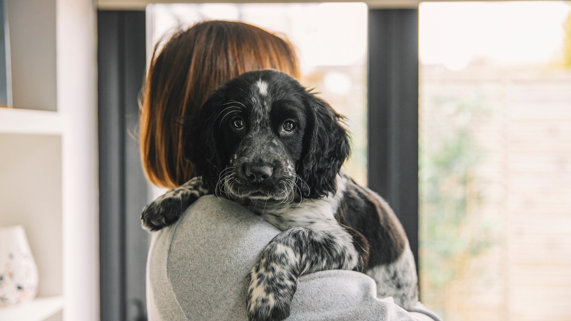 From a sleepless spaniel to an itchy shih tzu – your pet queries answered [Video]