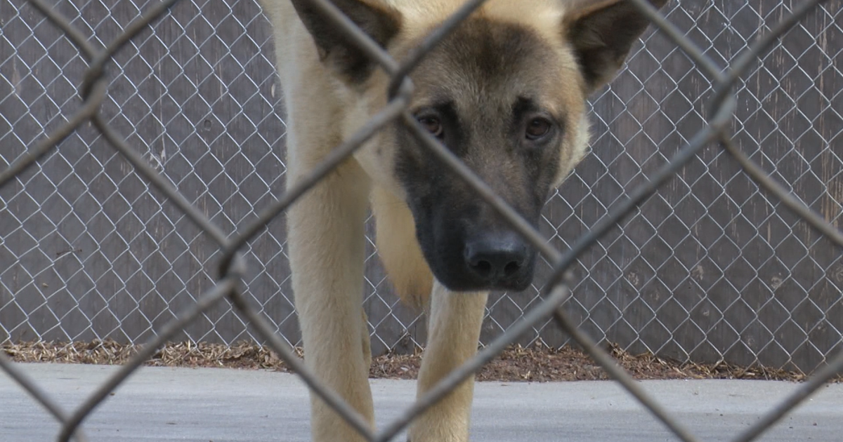 Jackson County Animal Shelter sees massive number of dog adoptions | Top Stories [Video]