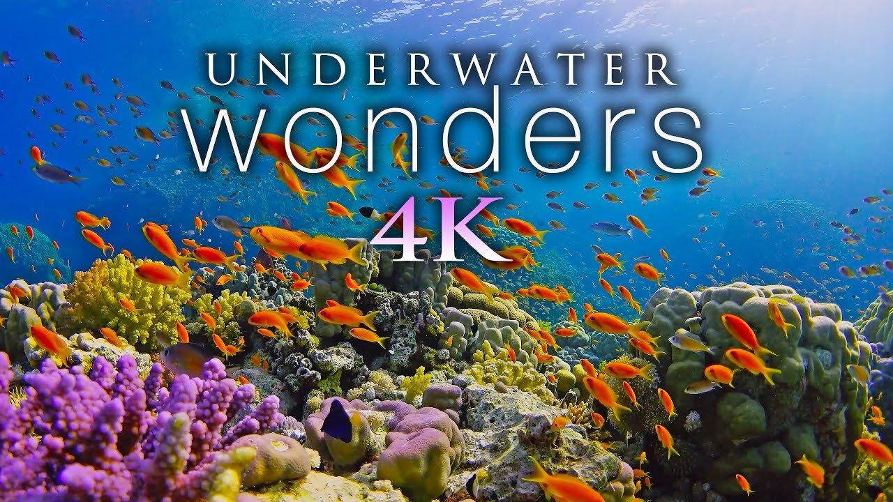 Underwater Relaxation Music : Beautiful Aquarium [Video]