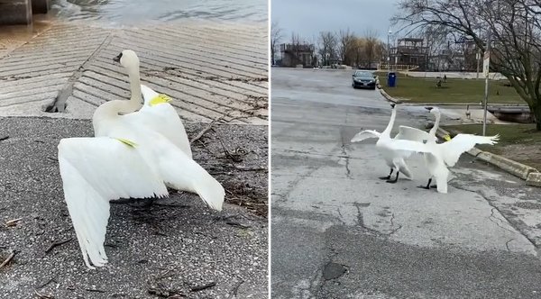 ‘It Was A Magical Romance Moment From The Movies’: Two Swans Reunite After Rehab [Video]