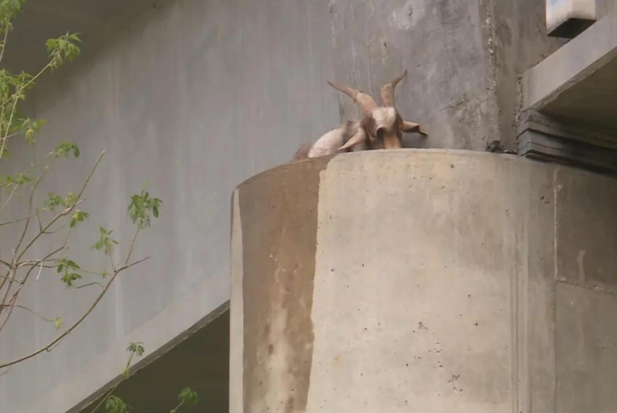 Watch: Escaped mountain goat rescued from Missouri bridge [Video]