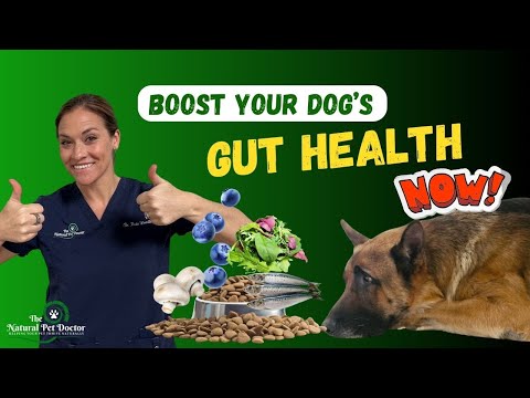 Boost Your Dog’s Gut Health – Holistic Nutrition Secrets Revealed [Video]
