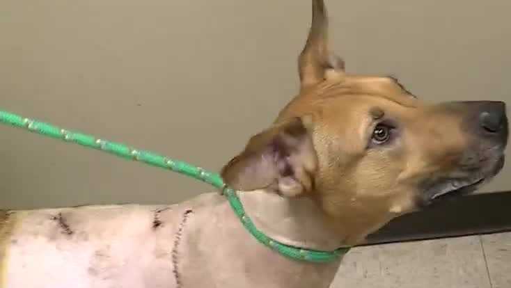 ‘Very disturbing’: Leeds dog recovering after machete attack by teen owner [Video]