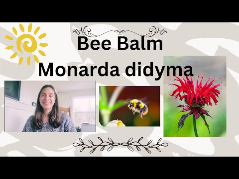 Scarlet Bee Balm, Oswego Tea & Native American Herbal Remedies, Monarda didyma [Video]