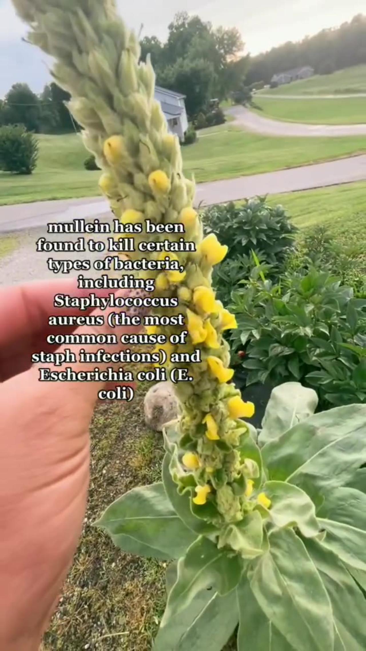 Do you have mullein in your place its a good [Video]