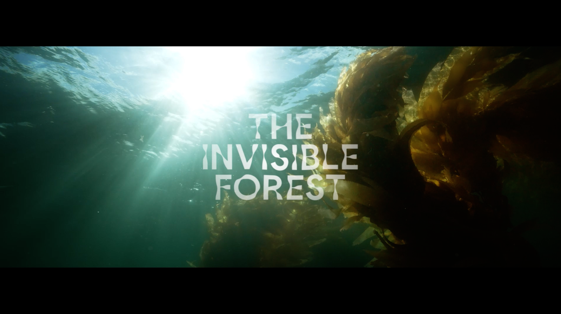 Google uses AI to help restore kelp forests in Australia’s Great Southern Reef, launches awareness campaign via Emotive [Video]