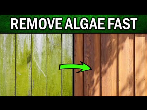 How To Remove Green Algae From Wooden Fences FAST (DIY Home Remedies) [Video]