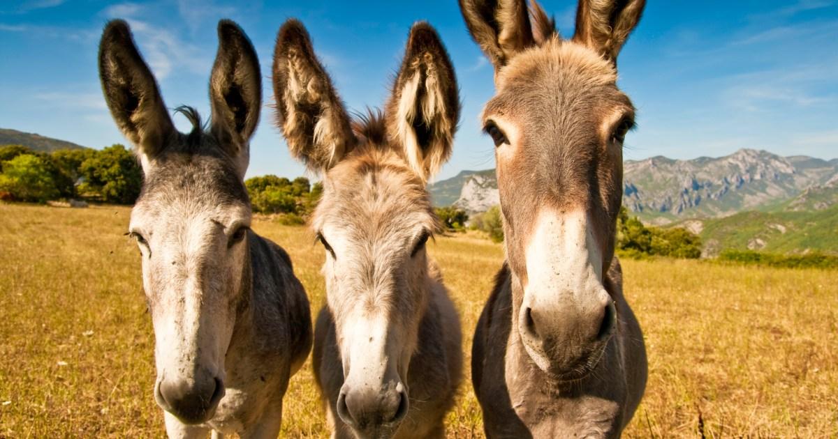 Why are millions of donkeys being slaughtered for China every year? | Tech News [Video]