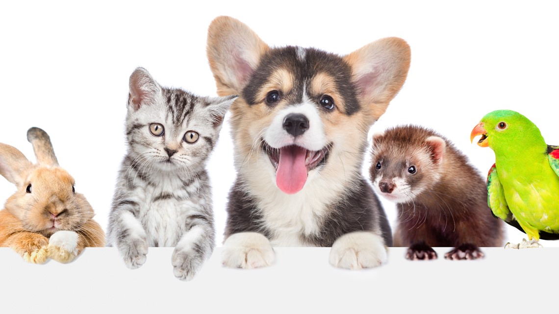 How pets can be beneficial to your health [Video]
