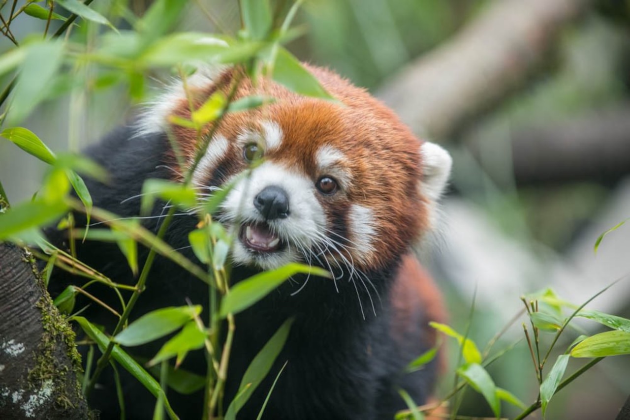 Moshu, Oregon Zoos red panda, has severe heart disease [Video]