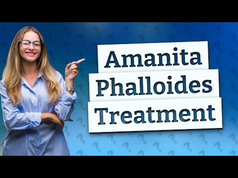 Is there a cure for Amanita phalloides? [Video]