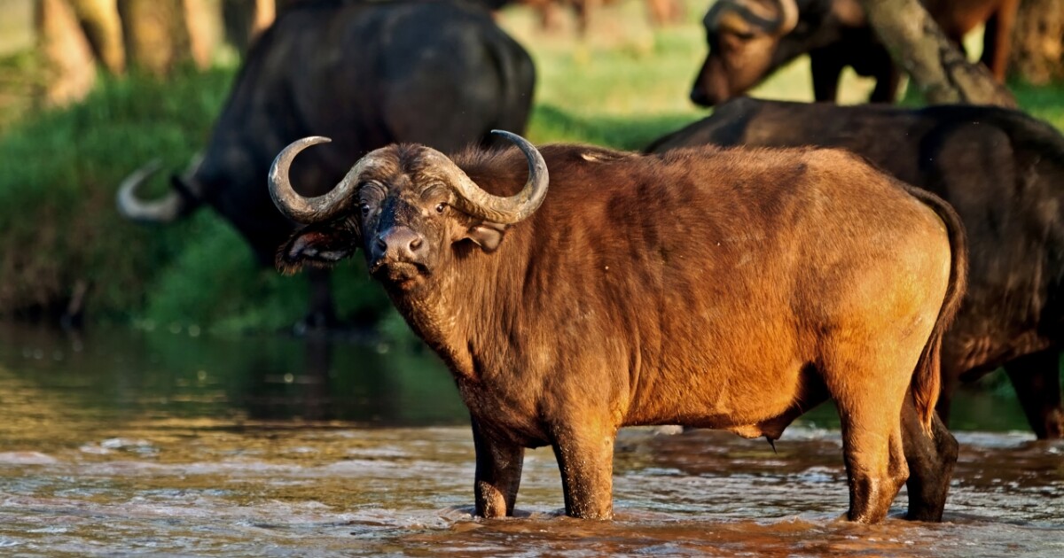 Buffaloes in Kenya electrocuted by low-lying power lines, agency says [Video]