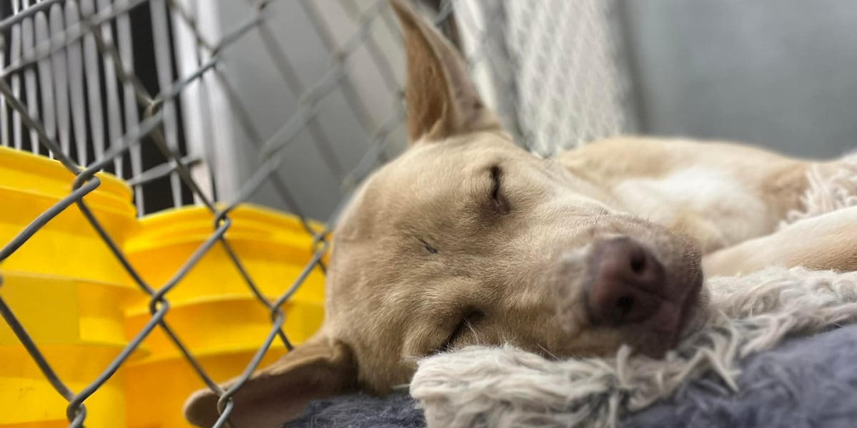 New end-of-life care for pets in Alaska [Video]