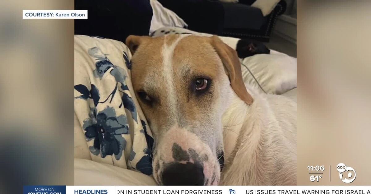 Dog owner hopes to spread awareness after beloved dog dies from disease [Video]