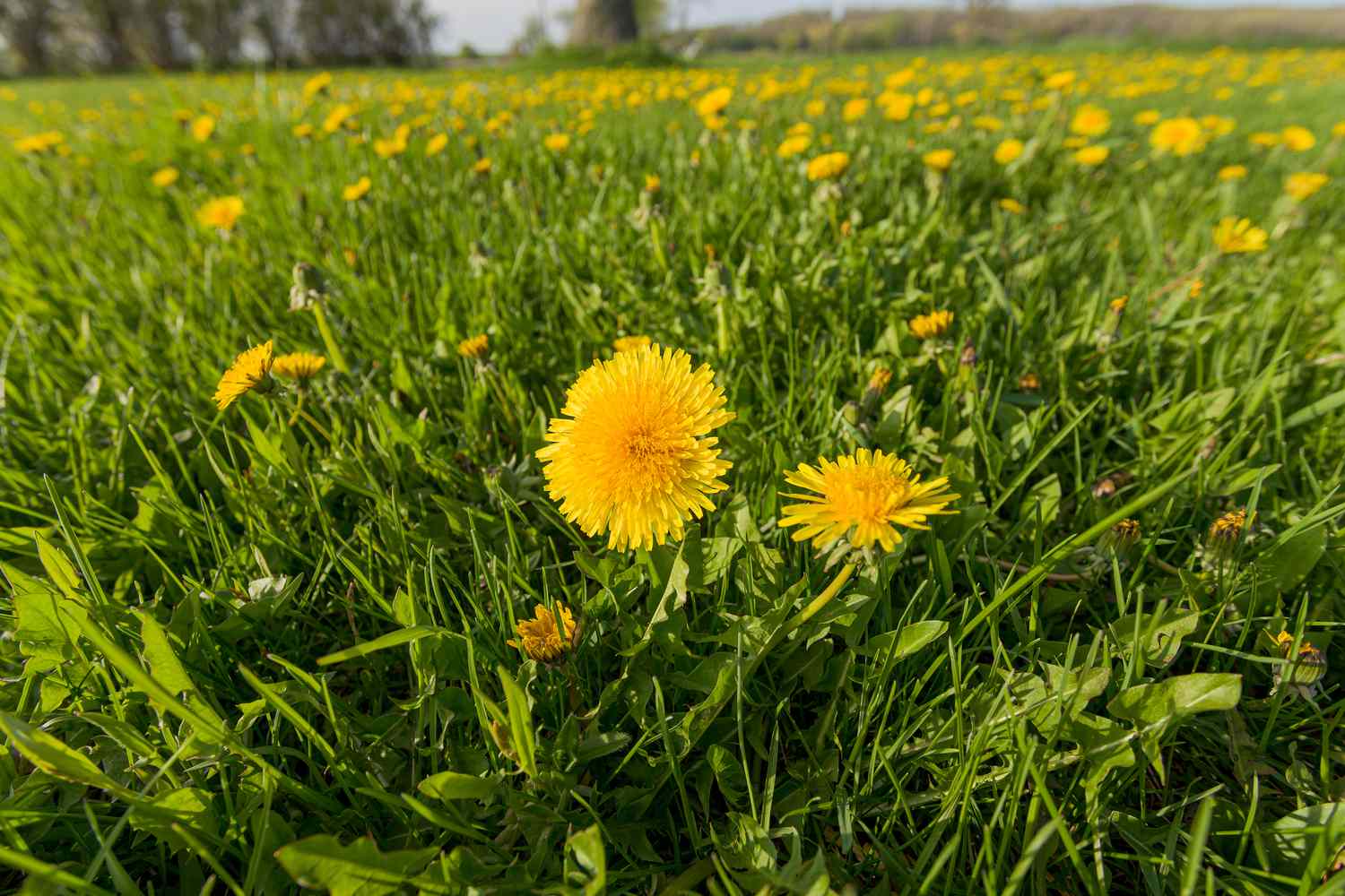 How to Get Rid of DandelionsWithout Harsh Chemical [Video]