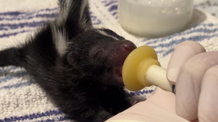 San Antonio nonprofit requests donations to feed, care for orphaned wildlife [Video]