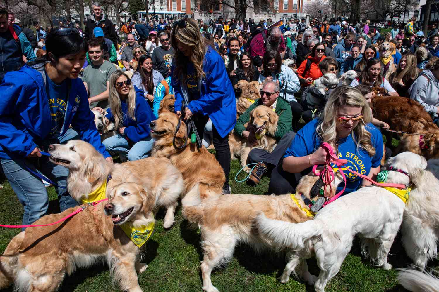 Hundreds of Golden Retrievers Gather to Honor Boston Marathon Dog [Video]