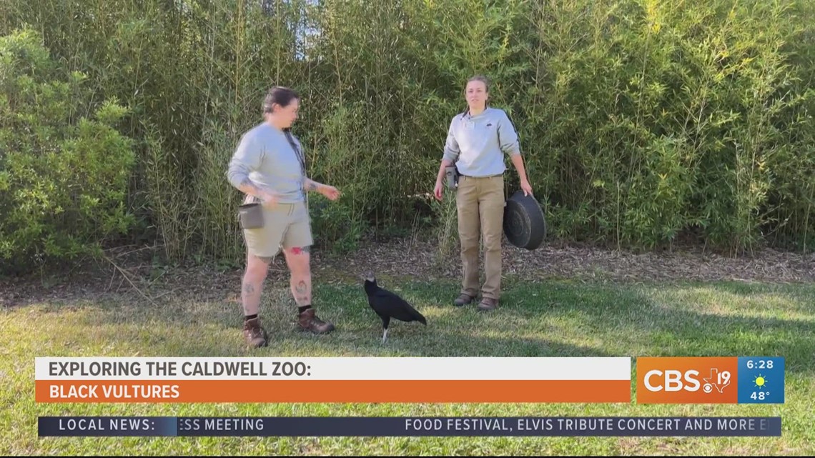 Black vultures serve as nature’s cleanup crew [Video]