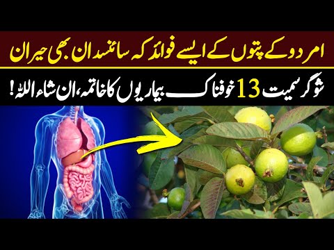 Health Benefit Of Eat Guava Leaves In Empty Stomach Urdu Hindi – Amrood K Fayde [Video]