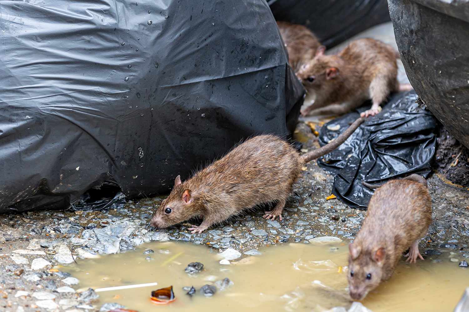 Cases of Illness Linked to Rat Urine in NYC [Video]