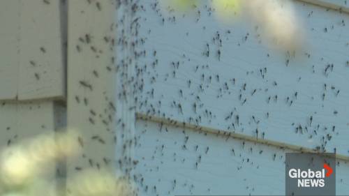 Midges are swarming Torontos lakeside region. Why? [Video]