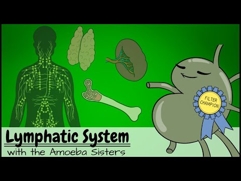 Lymphatic System [Video]