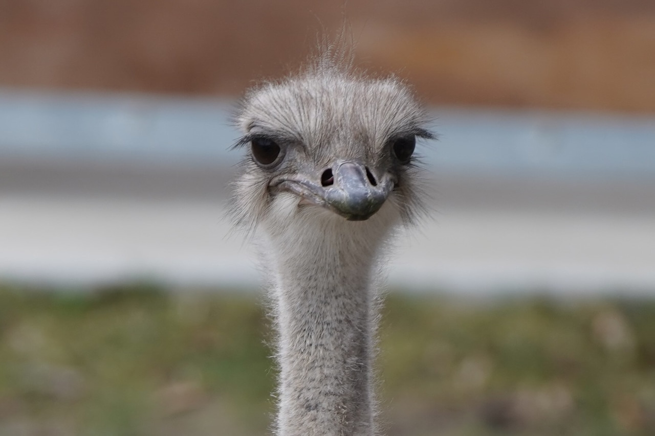 Karen the ostrich dead after stealing, eating Kansas zookeepers keys [Video]