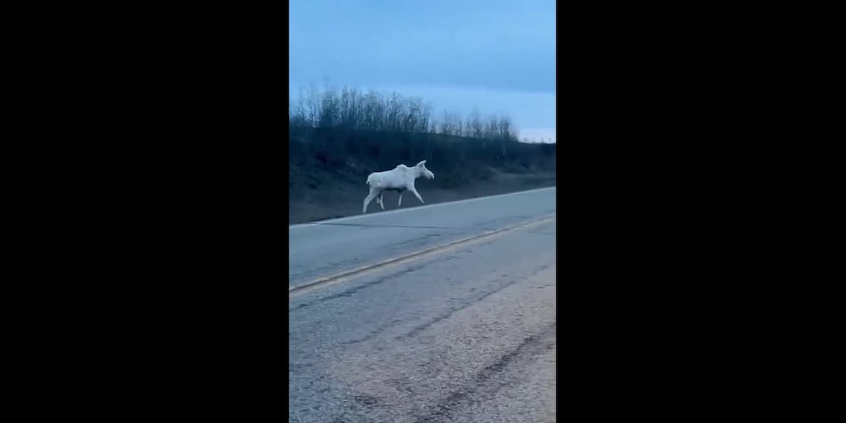 Rare albino moose seen crossing Canadian highway [Video]