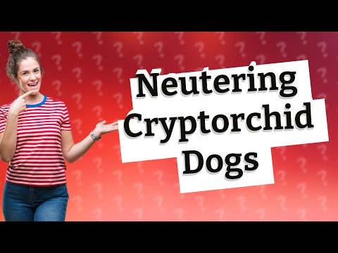 At what age should a cryptorchid dog be neutered? [Video]