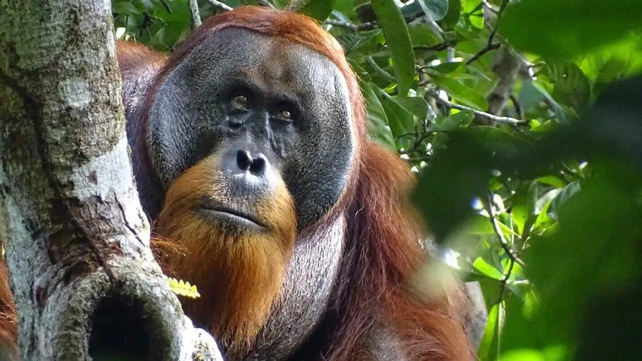 Wild orangutan in Indonesia appears to use medicinal plants to disinfect wound: ‘Likely self-medication’ [Video]