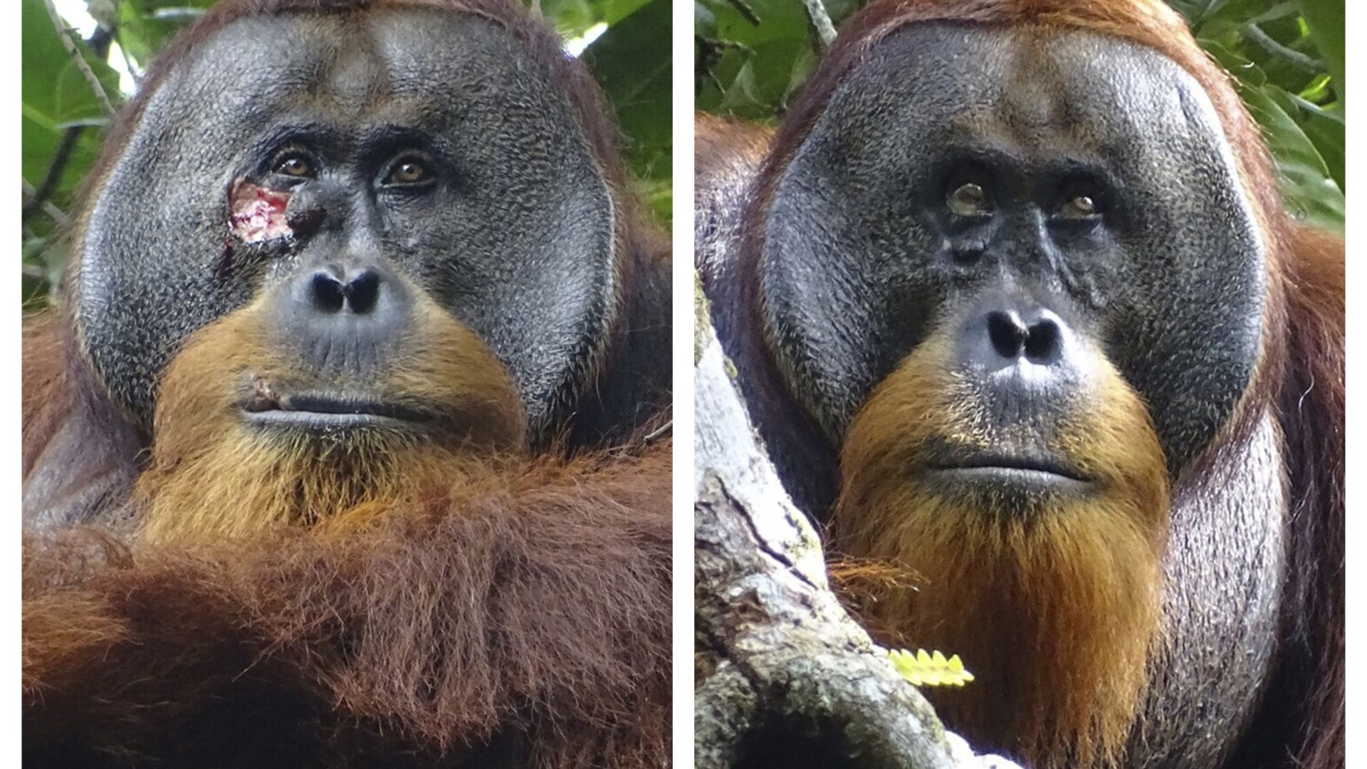 Incredible pics show how orangutan healed nasty facial wound with medicinal plant in world first [Video]