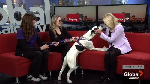 Calling all animal lovers: City of Calgary seeks volunteers for PAWS pet program [Video]