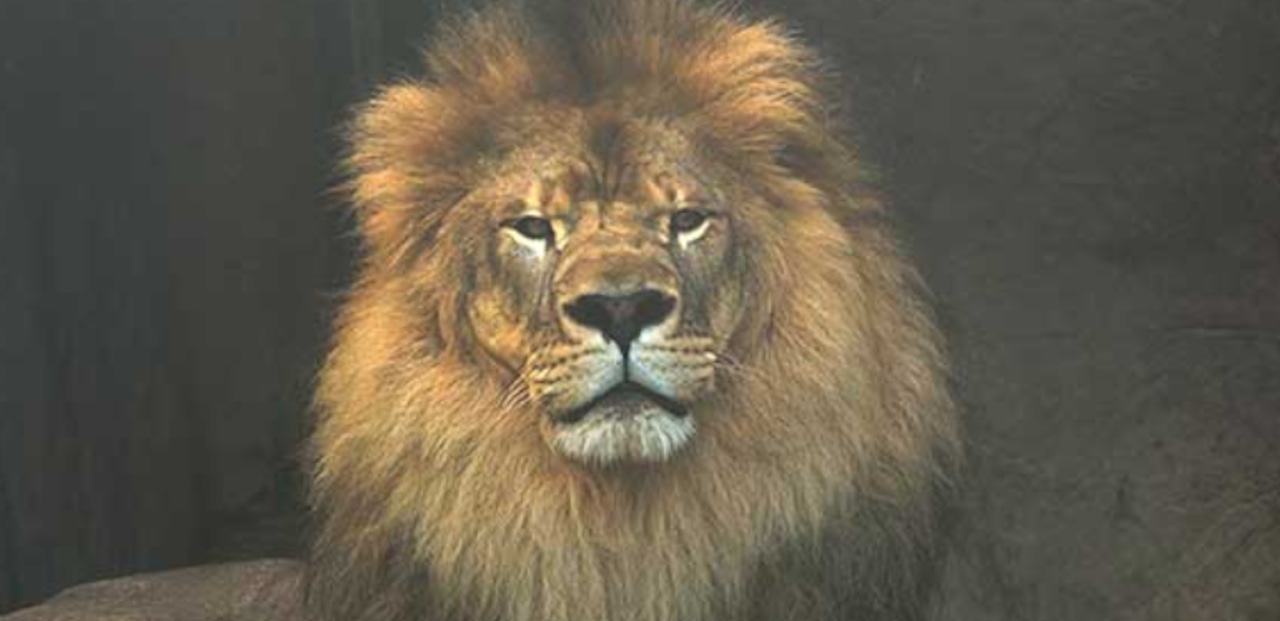 University of North Alabama mascot lion Leo III dies [Video]