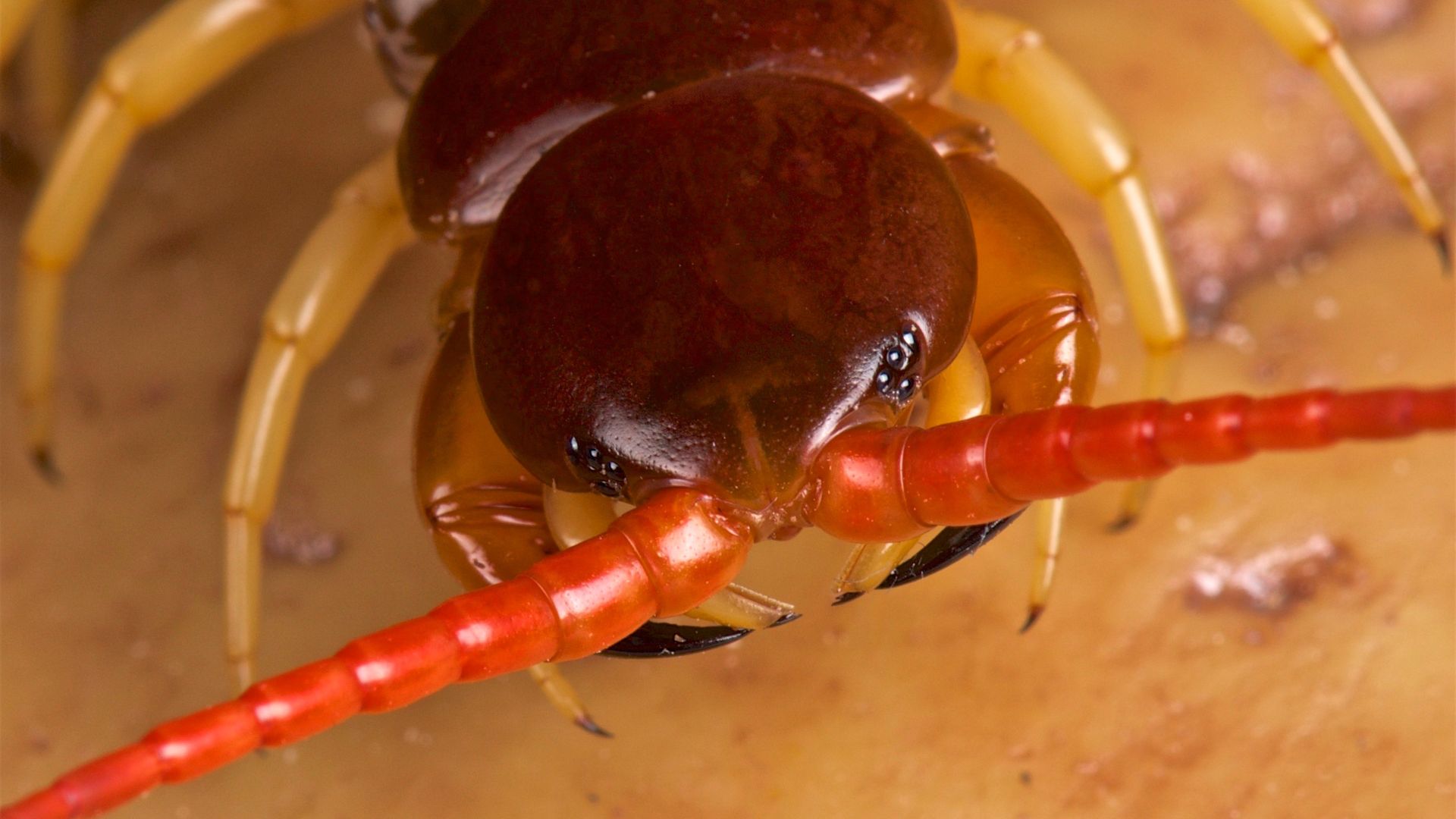 Venomous centipede could treat kidney disease [Video]