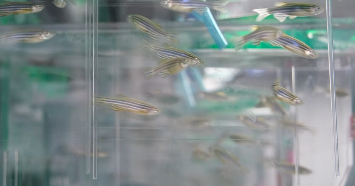 MIRACLE IN A MINNOW?: Groundbreaking cancer research fueled by Zebrafish [Video]