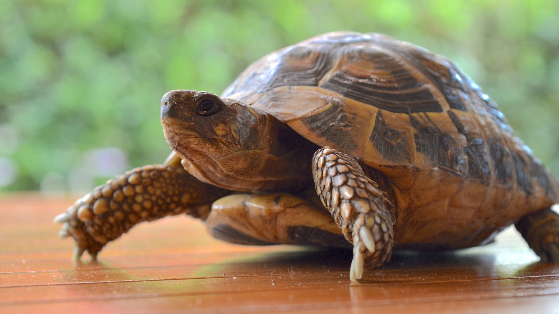 From a tortoise escaping to rabbits that bully – your pet queries answered [Video]