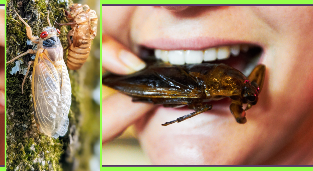 As trillions of insects eat their way across America, you could be eating them too [Video]