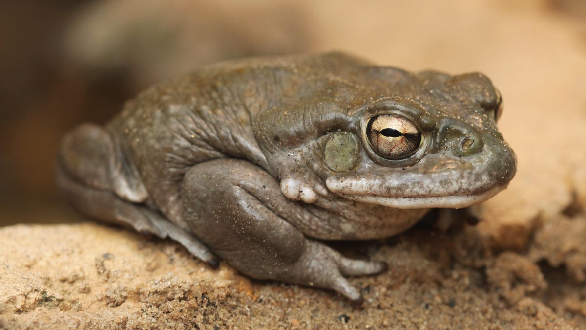 Psychedelic Toad Venom Shows Promise for New Depression Treatment [Video]