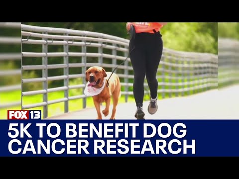 ‘Wag Love Life’ 5K in Redmond raising money for dog cancer research | FOX 13 News [Video]