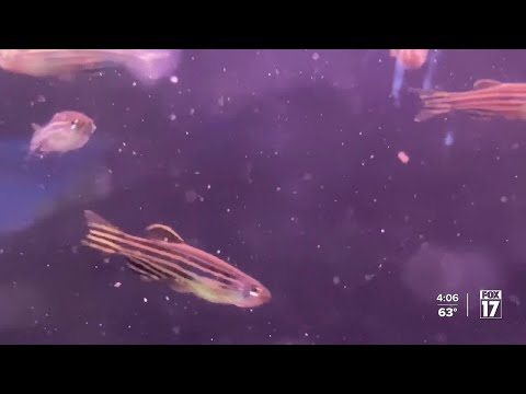 Zebrafish fuel cancer research at Van Andel Institute [Video]