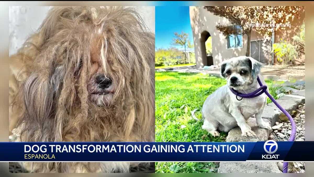 Espanola dog rescued, competing in national makeover contest [Video]