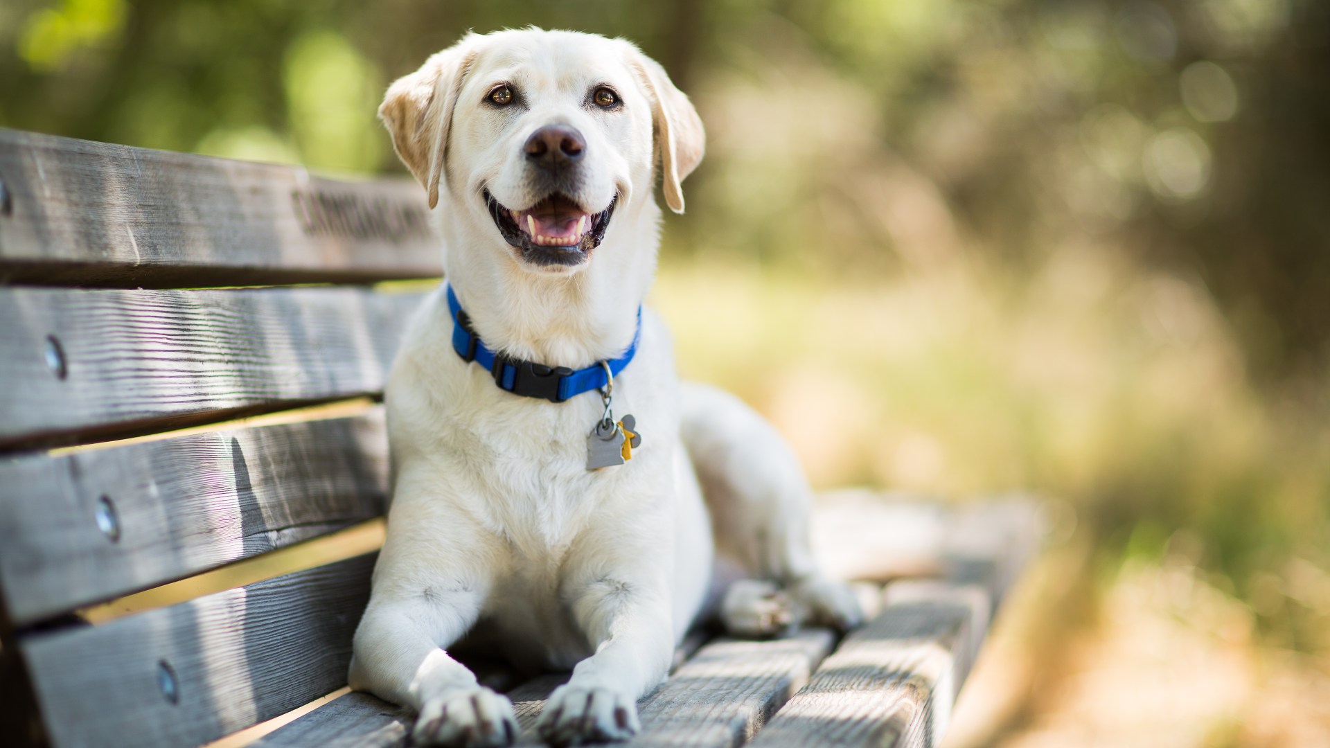 From a labrador humping legs to a corn snake – your pet queries answered [Video]
